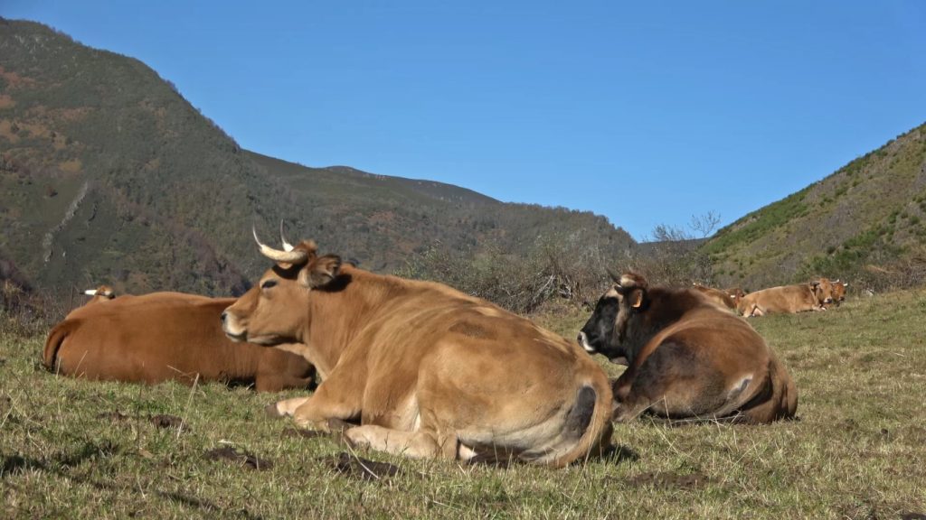 vacas en asturias